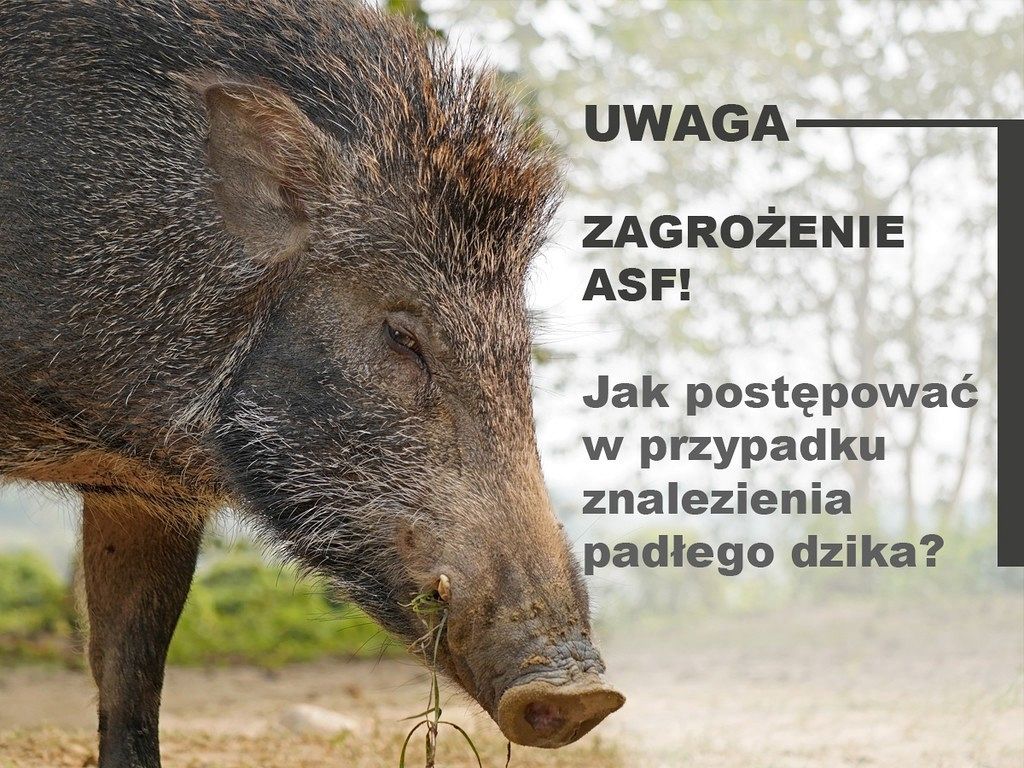 Postępowanie w przypadku znalezienia padłego dzika