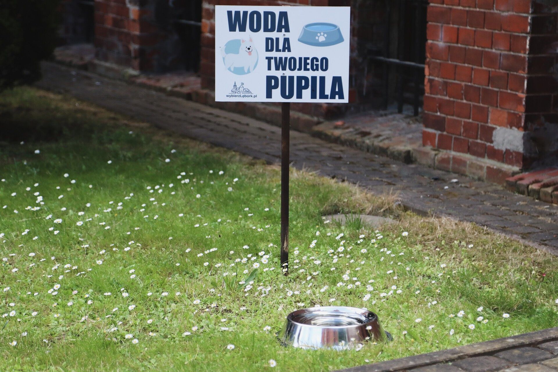 Miski z wodą dla zwierząt ponownie przed lęborskim