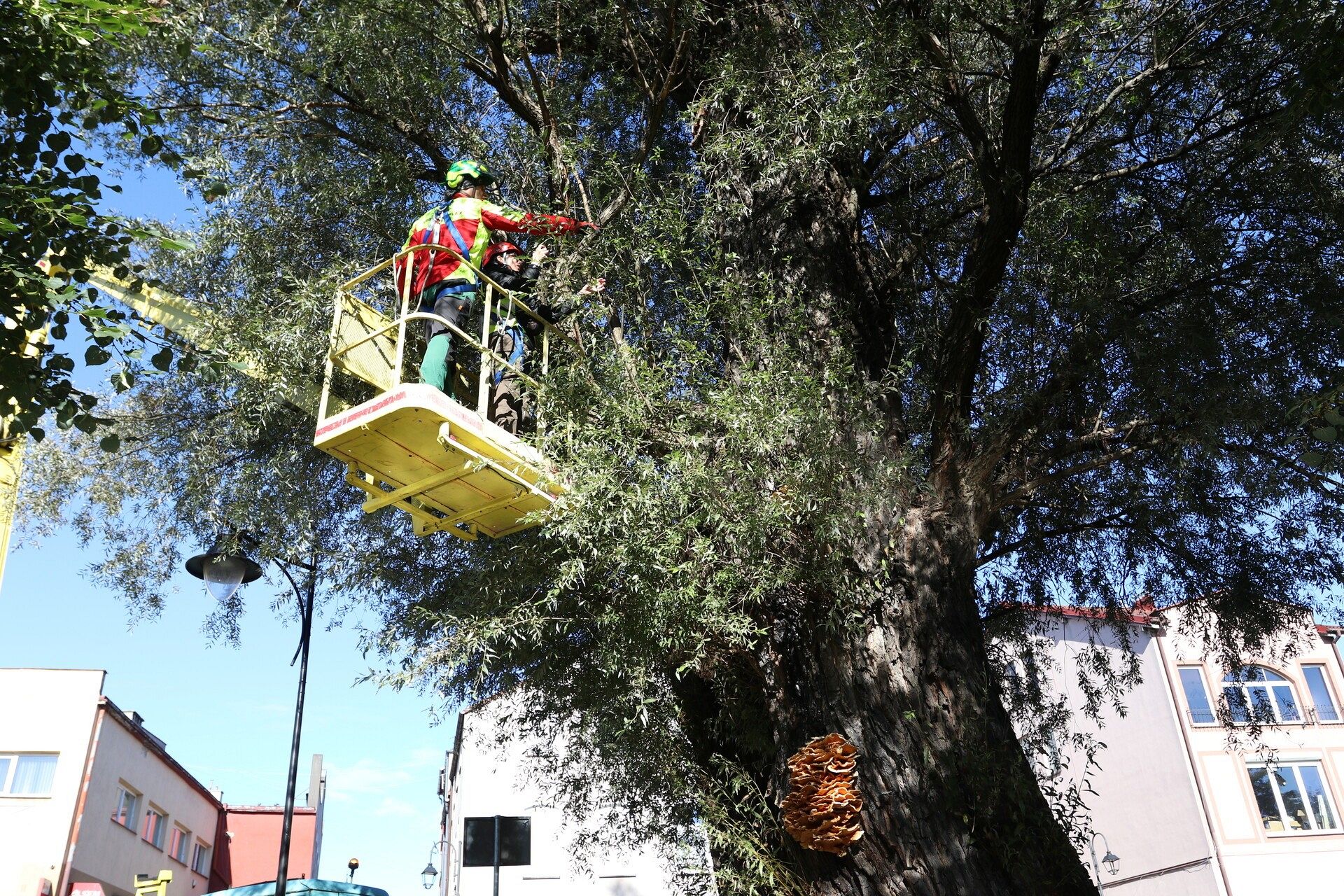 Wiekowe wierzby „Wodniczki” pod specjalnym