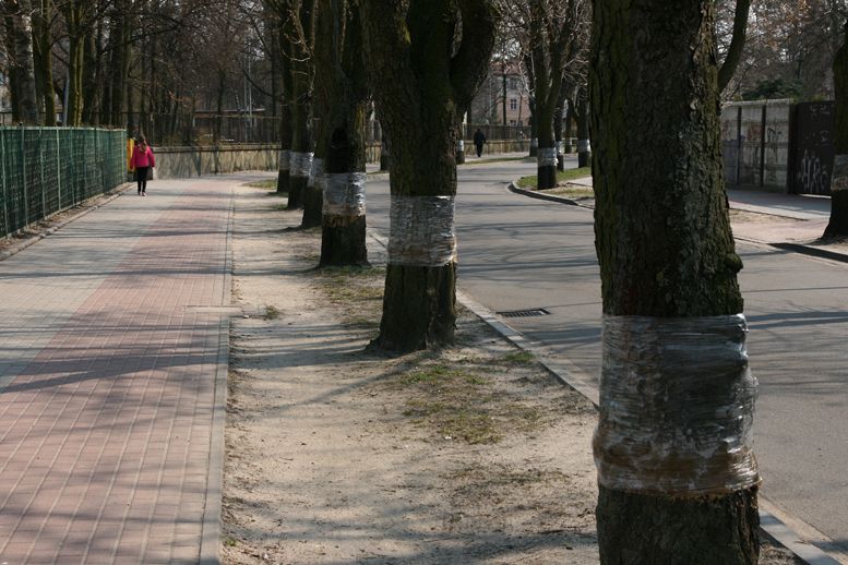 Lęborskie kasztanowce znowu w ochronnej folii