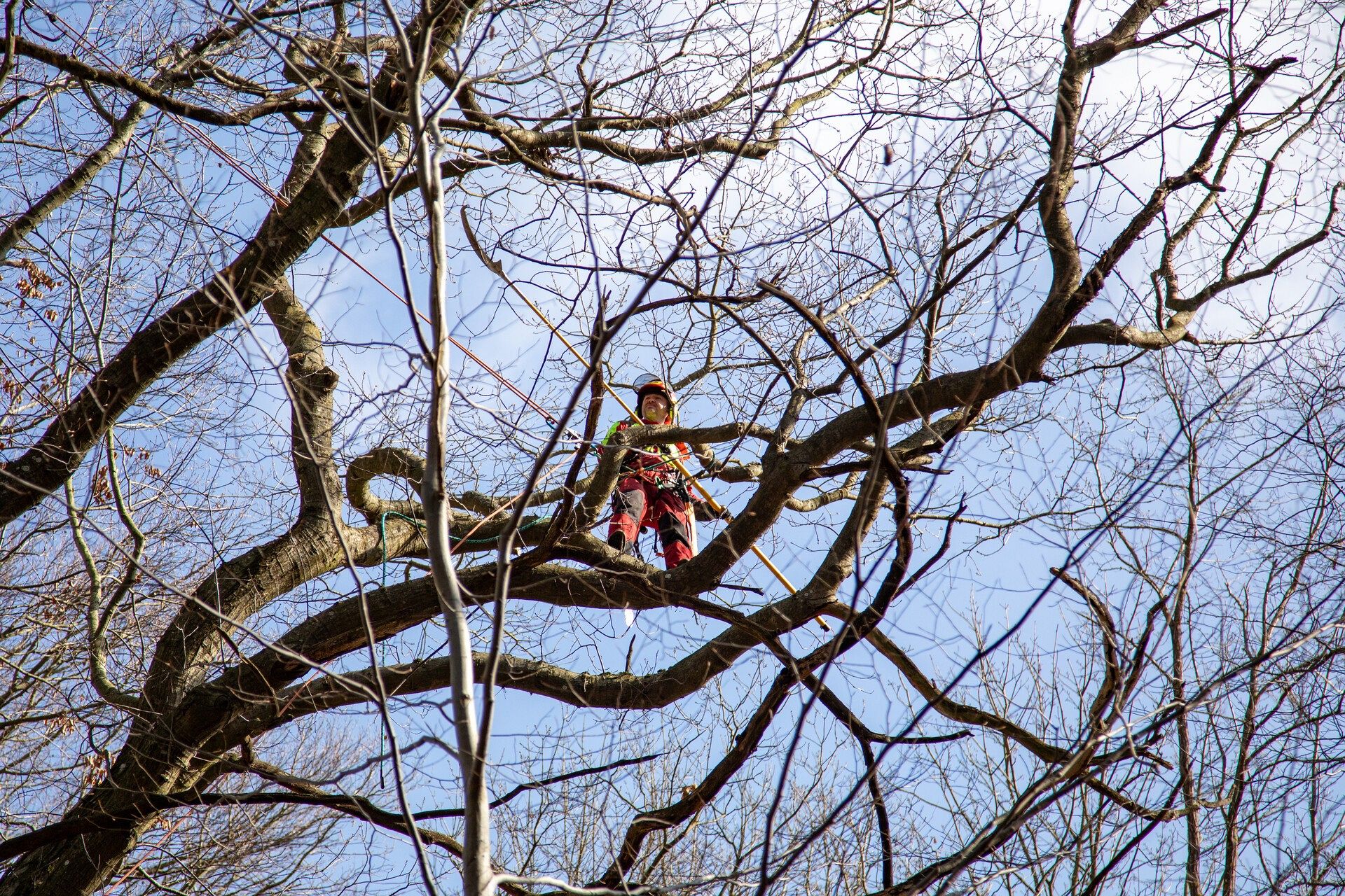 Alpiniści w koronie dębu - specjalistyczna