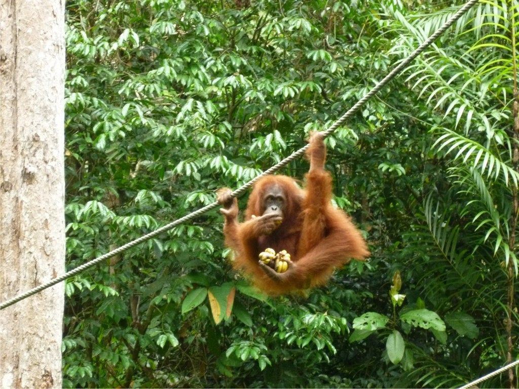 „Mydełko czy las deszczowy” - miesiąc w Malezji i