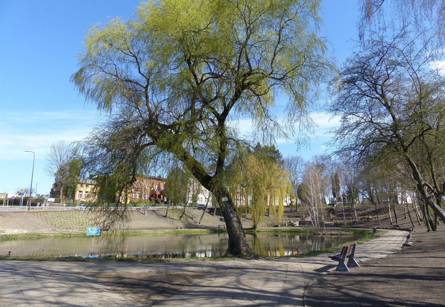 Zielono przy stawie w Parku Chrobrego