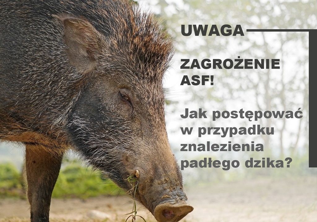 Postępowanie w przypadku znalezienia padłego dzika 36604