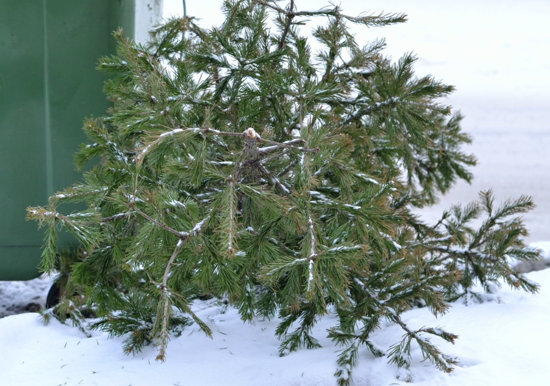 Święta minęły - co zrobić z choinką? 70787