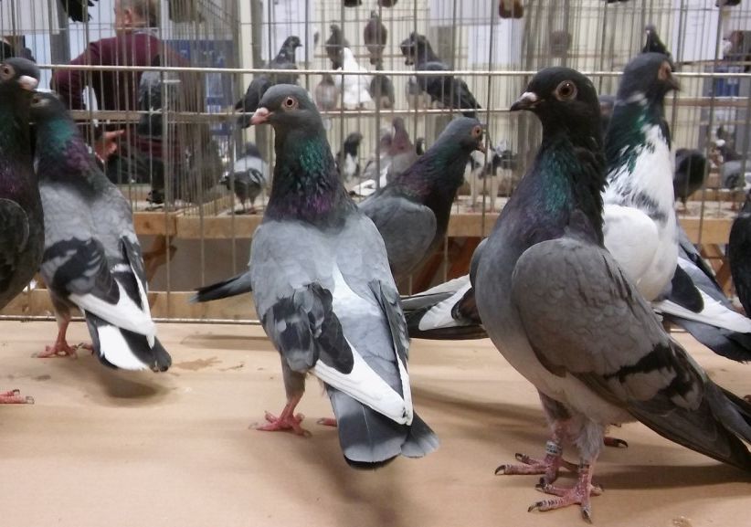 Pokaz gołębi rasowych i drobiu rasowego. 28888