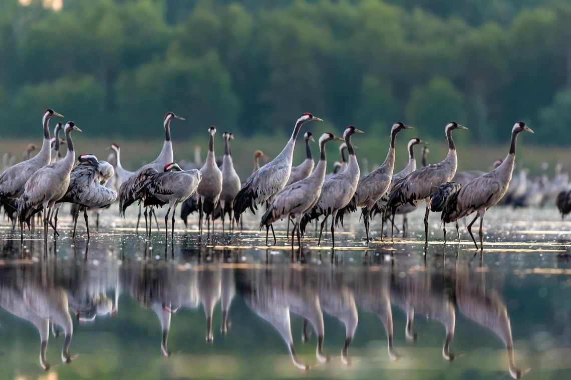 "Skrzydła nad ziemią lęborską" - 59172