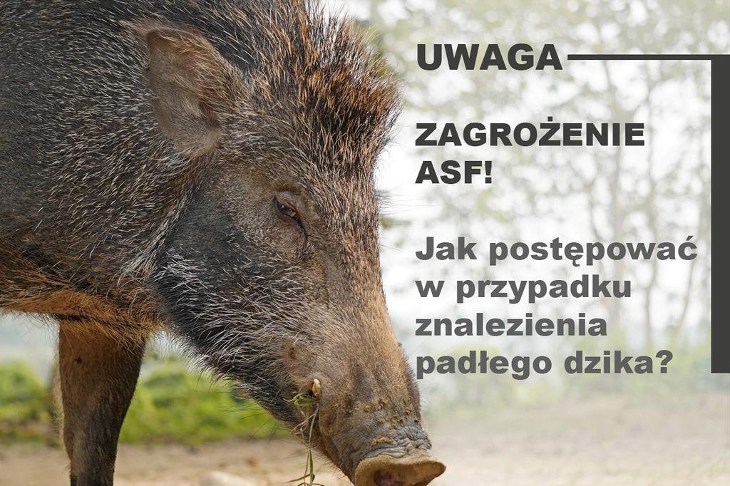 Postępowanie w przypadku znalezienia padłego dzika