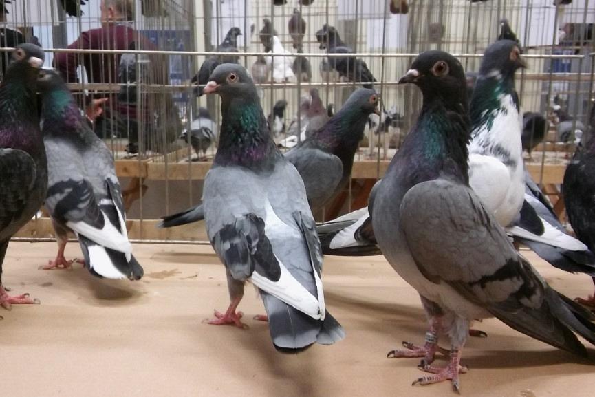 Pokaz gołębi rasowych i drobiu rasowego.
