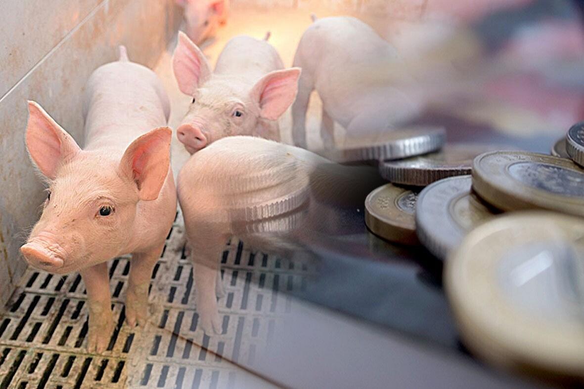 Nabór zgłoszeń na rzeczoznawcę do szacowania wartości rynkowej zwierząt