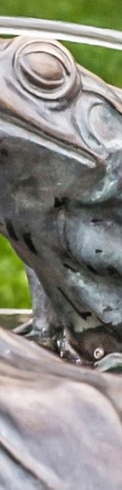 Żabki
