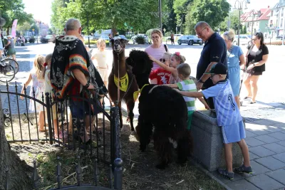 Alpaki zachwyciły uczestników Letniej Czytelni