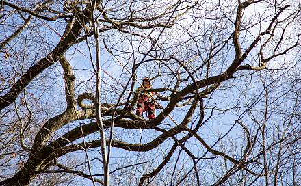 Czytaj o: Alpiniści w koronie dębu - specjalistyczna