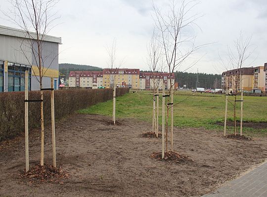 Przy Olimpijczyków powstały ogrody deszczowe 34851