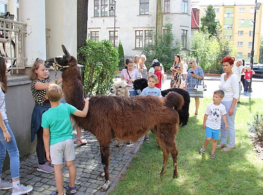 Wakacyjne spotkanie z lamą i alpakami 36429