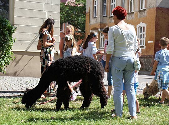 Wakacyjne spotkanie z lamą i alpakami 36430