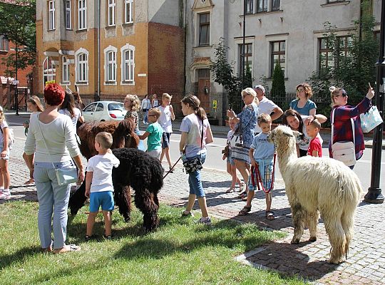 Wakacyjne spotkanie z lamą i alpakami 36432