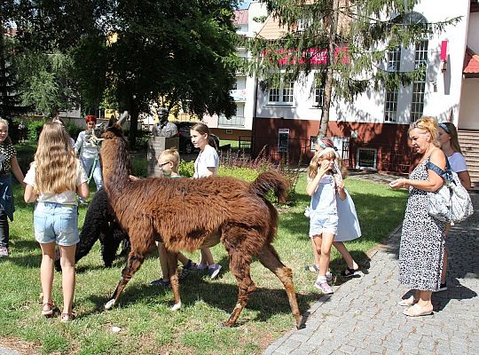 Wakacyjne spotkanie z lamą i alpakami 36433