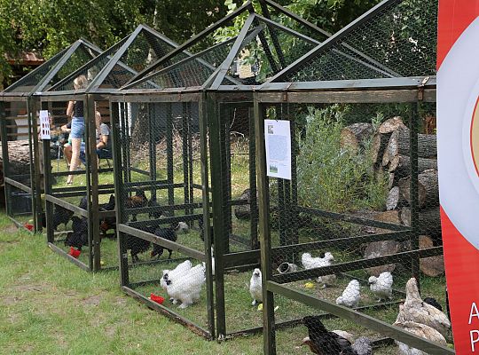 Festiwal Rzemiosł Dawnych w cieniu Sanktuarium św. 39283