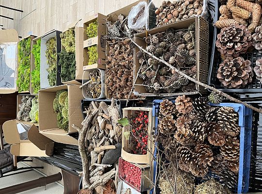 Kąpiel leśna czyli ciekawy projekt w SP nr 1 46502