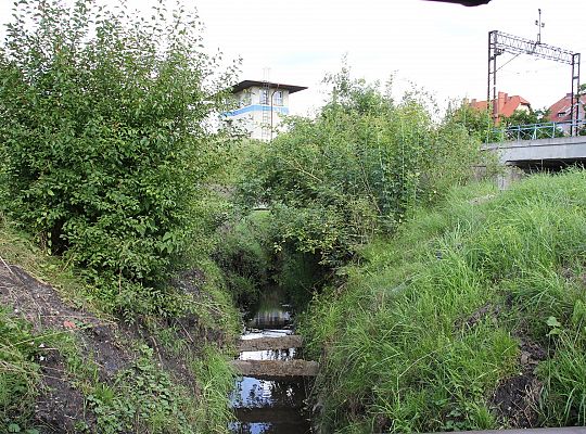 Akcja melioracja. Trwa koszenie i odmulanie rowów 55832