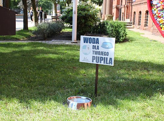 Miski z wodą pod ratuszem. Pomóżmy zwierzętom 55862