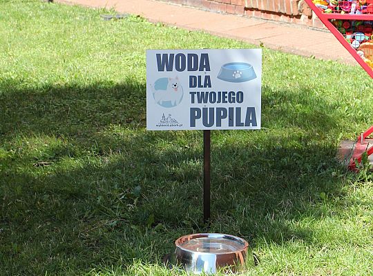 Miski z wodą pod ratuszem. Pomóżmy zwierzętom 55863