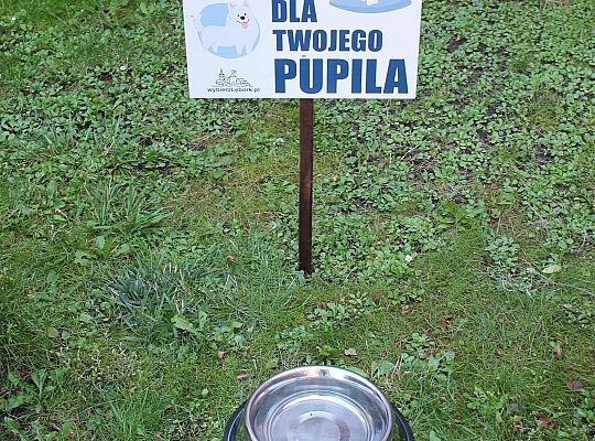 Miski z wodą pod ratuszem. Pomóżmy zwierzętom 55865
