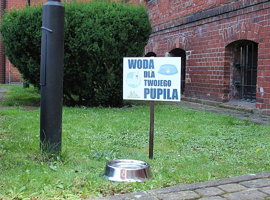 Miski z wodą pod ratuszem. Pomóżmy zwierzętom 55864