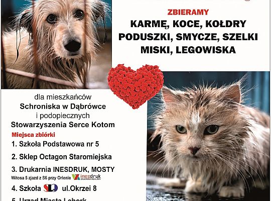 W ratuszu ruszyła zbiórka dla zwierząt 60450