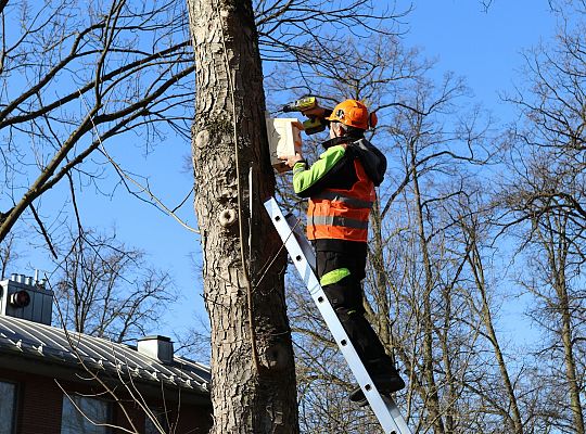 Nowe budki lęgowe dla ptaków już na drzewach 61511