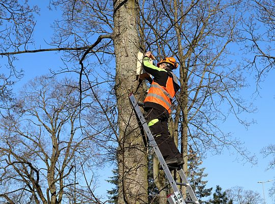 Nowe budki lęgowe dla ptaków już na drzewach 61513