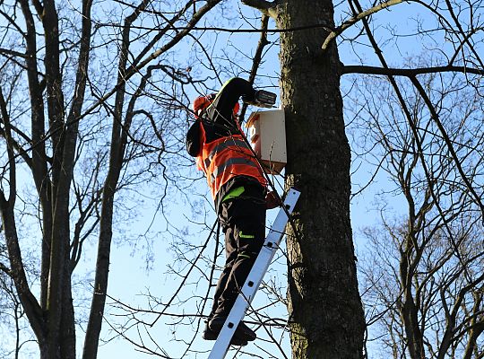 Nowe budki lęgowe dla ptaków już na drzewach 61514