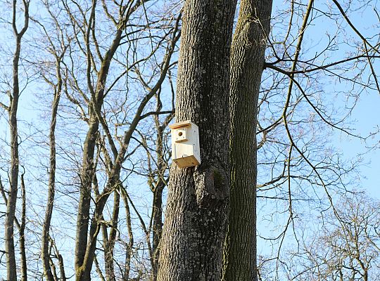 Nowe budki lęgowe dla ptaków już na drzewach 61515
