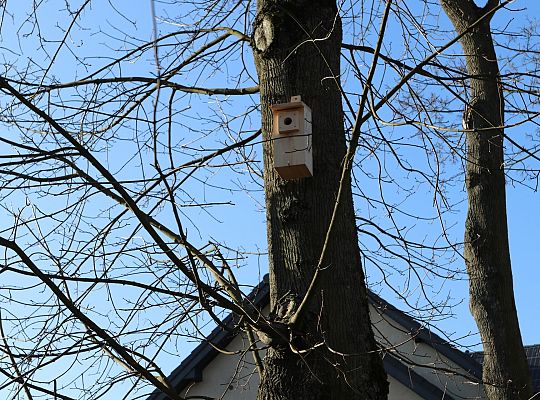 Nowe budki lęgowe dla ptaków już na drzewach 61518