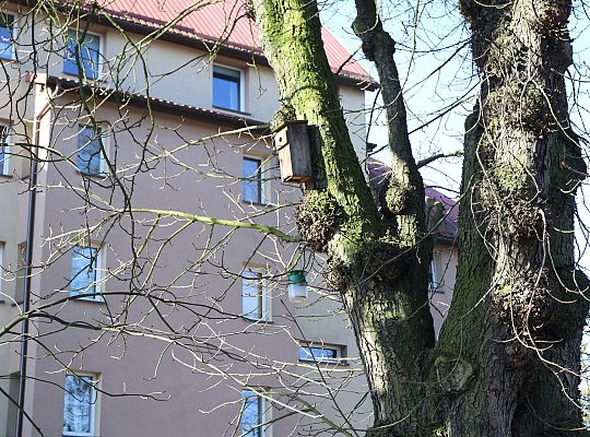 Nowe budki lęgowe dla ptaków już na drzewach 61520