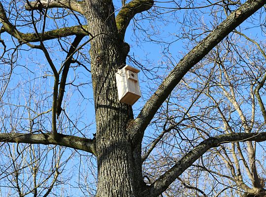 Nowe budki lęgowe dla ptaków już na drzewach 61522