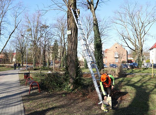 Nowe budki lęgowe dla ptaków już na drzewach 61523