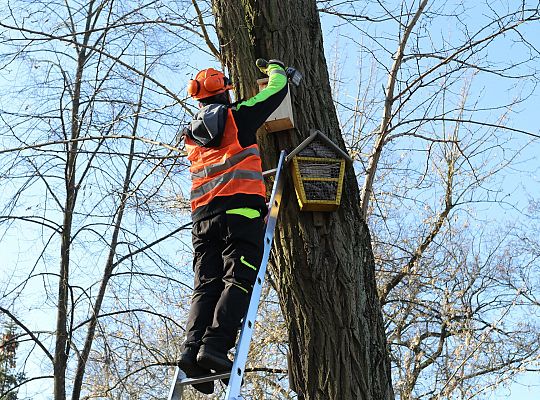 Nowe budki lęgowe dla ptaków już na drzewach 61524