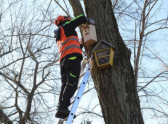 Nowe budki lęgowe dla ptaków już na drzewach 61525