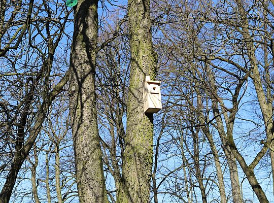 Nowe budki lęgowe dla ptaków już na drzewach 61528