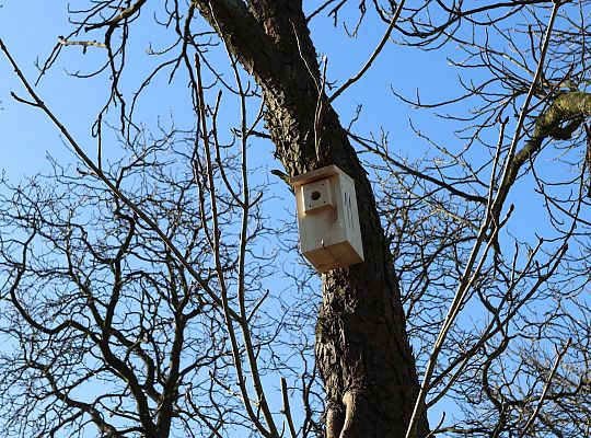 Nowe budki lęgowe dla ptaków już na drzewach 61530