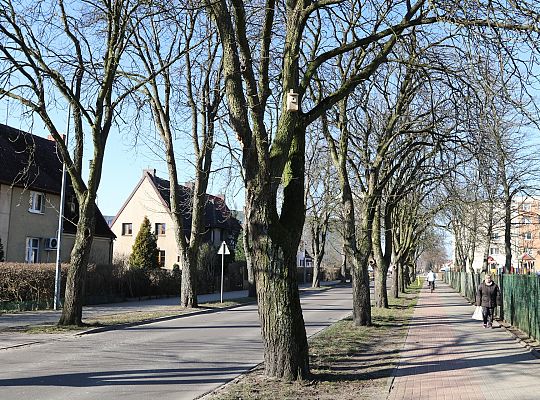 Nowe budki lęgowe dla ptaków już na drzewach 61531