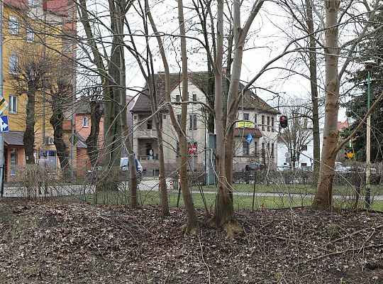 Drzewa zabezpieczone przed niszczycielskim 61694