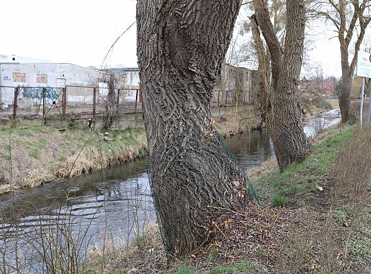 Drzewa zabezpieczone przed niszczycielskim 61700
