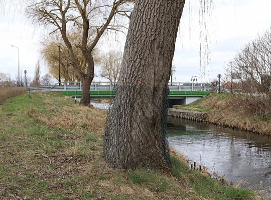 Drzewa zabezpieczone przed niszczycielskim 61702
