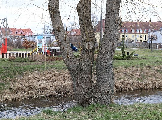 Drzewa zabezpieczone przed niszczycielskim 61705