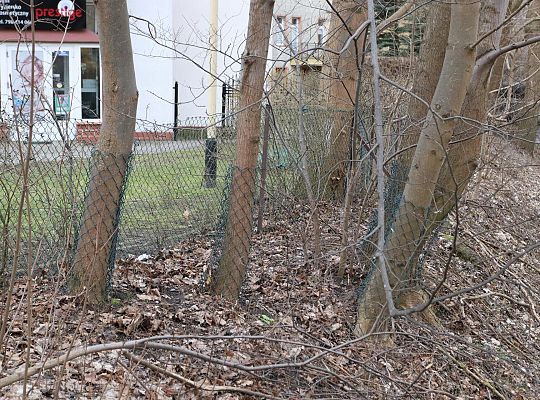 Drzewa zabezpieczone przed niszczycielskim 61706