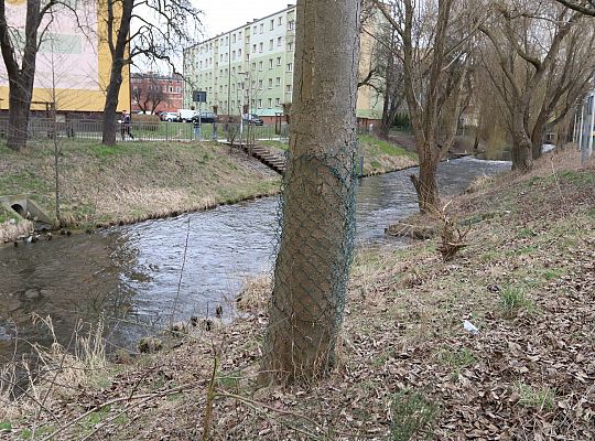 Drzewa zabezpieczone przed niszczycielskim 61707