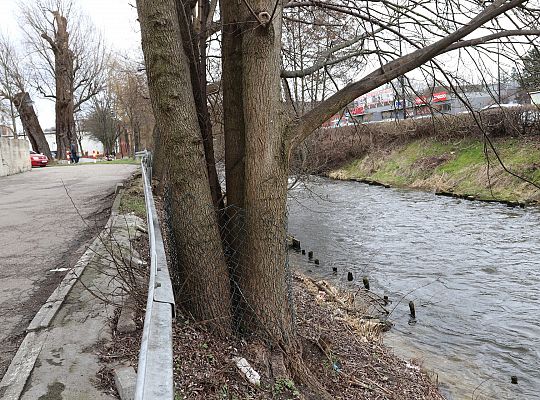 Drzewa zabezpieczone przed niszczycielskim 61710